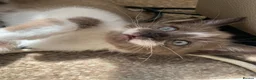 Mixed Breed cats for sale: Half sphynx half British shorthair kittens  in Crawley - Advert 3