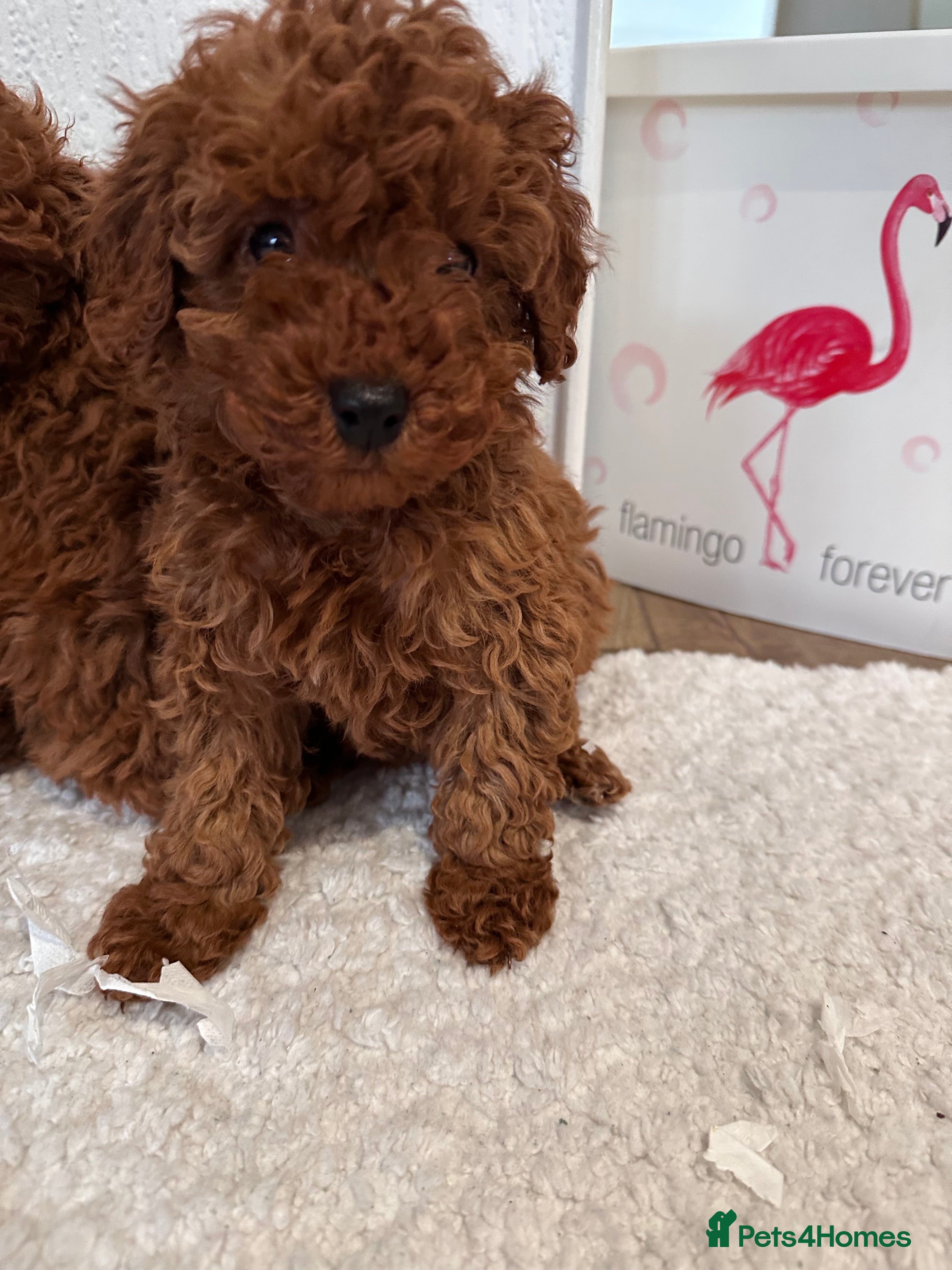 Maltipoo dogs Red coated maltipoos puppies for sale ♥️🐾 - Advert 6