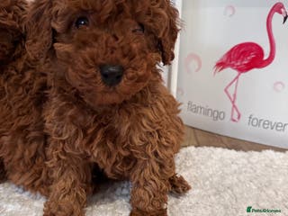 Maltipoo dogs Red coated maltipoos puppies for sale ♥️🐾 - Advert 6