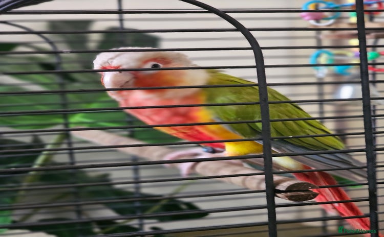 Conures birds - Advert 3