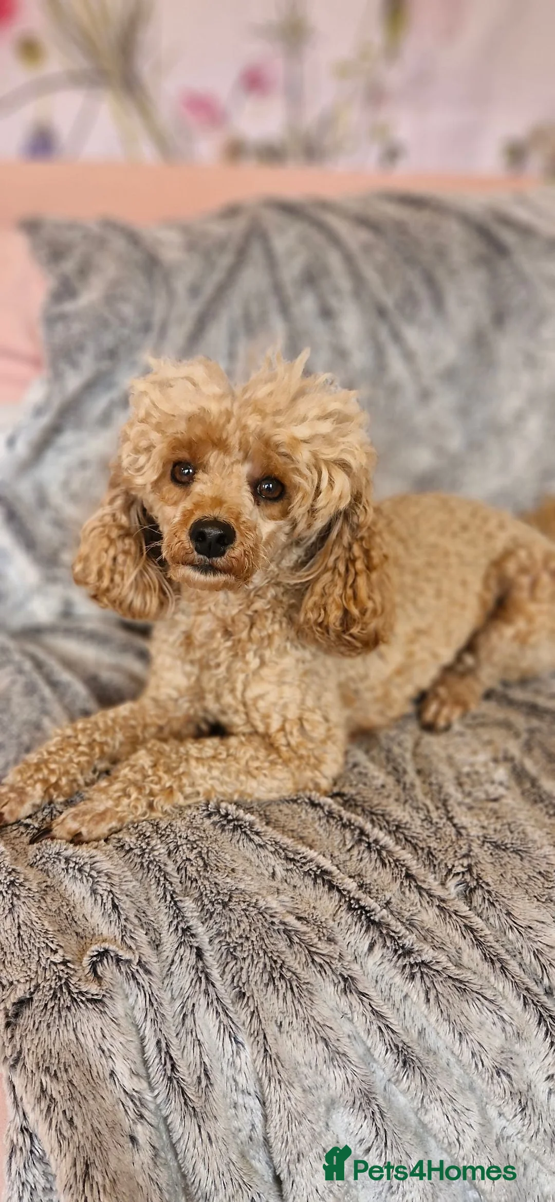 Toy Poodle dogs for sale: Spayed adult female toy poodle  - Advert 2