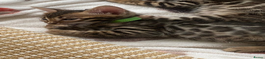 Bengal Kitten 4