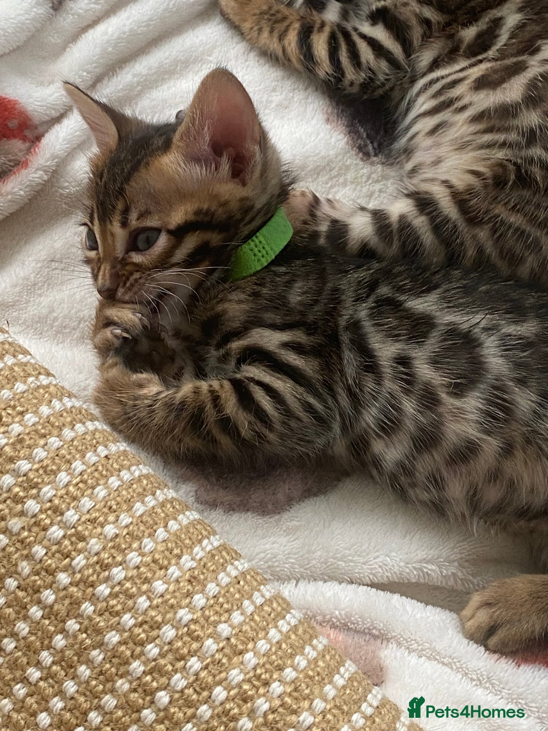 Bengal cats for sale: Absolutely beautiful pure bengals - Image 7