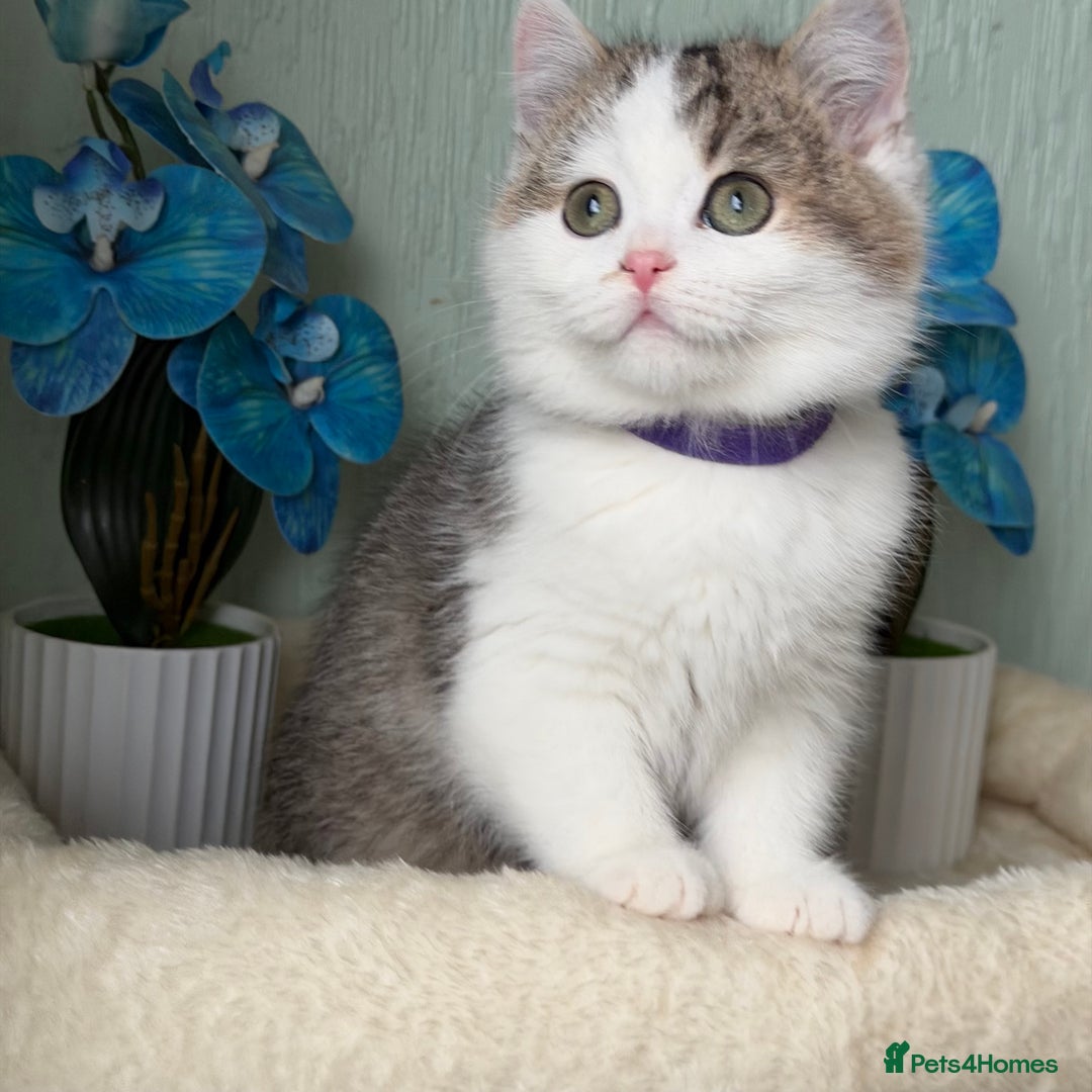 British Shorthair cats for sale: British shorthair golden tricolour TICA - Advert 7