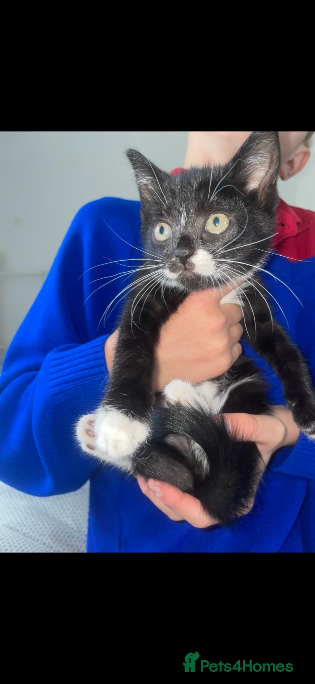 Mixed Breed cats for sale: 1 female tuxedo kitten  in Robertsbridge - Advert 1