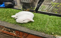 Mini Lop rabbits for sale: Magpie colouring mini lop baby rabbit - Image 2