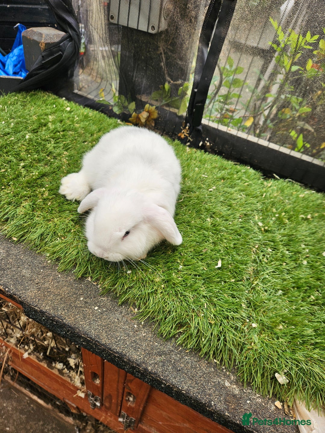 Mini Lop rabbits for sale: Magpie colouring mini lop baby rabbit - Image 2