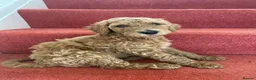 Standard Poodle dogs for sale: wonderful poodle puppies - Advert 19