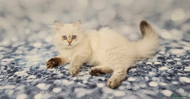 Scottish Fold cats - Advert 11