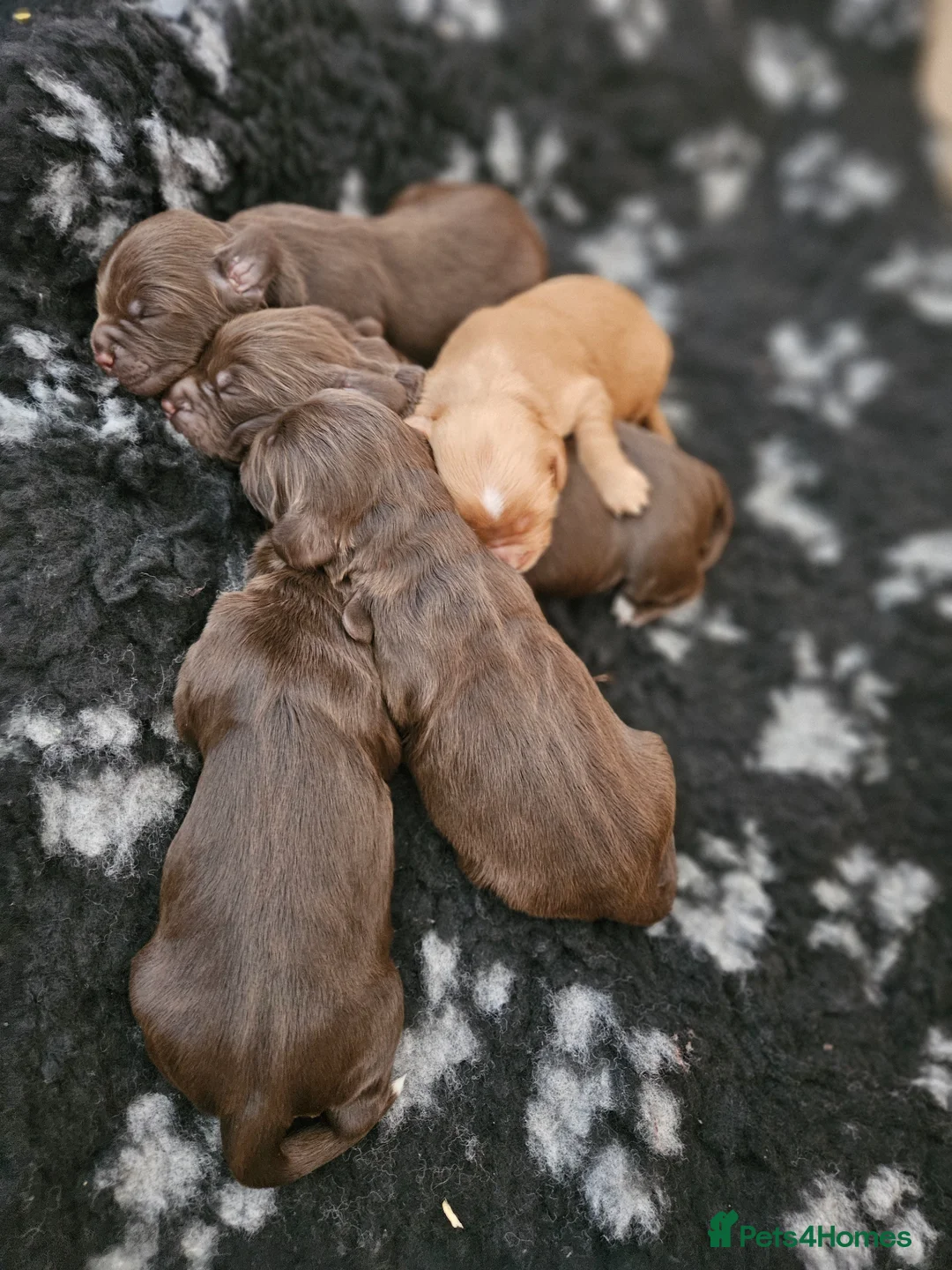 Cockapoo dogs for sale: F1 Cockapoo Puppies  - Advert 3