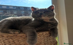 British Shorthair cats for sale: GCCF Active Registration  - Image 2