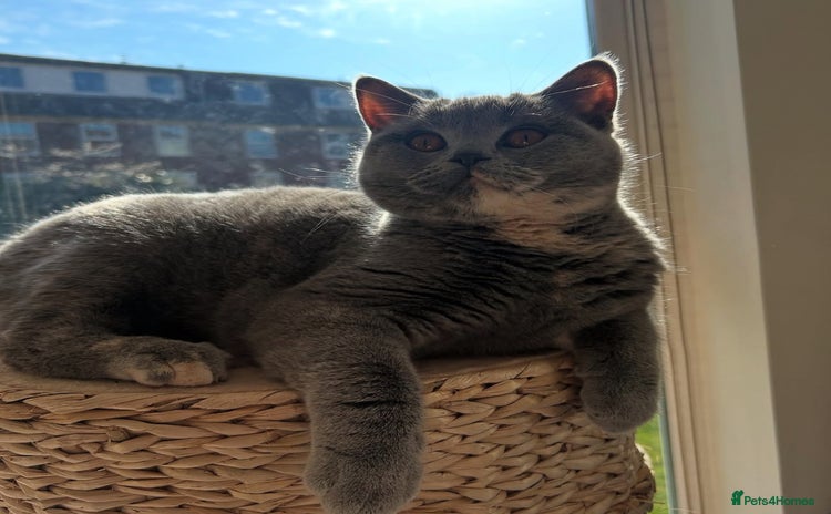 British Shorthair cats - Advert 2