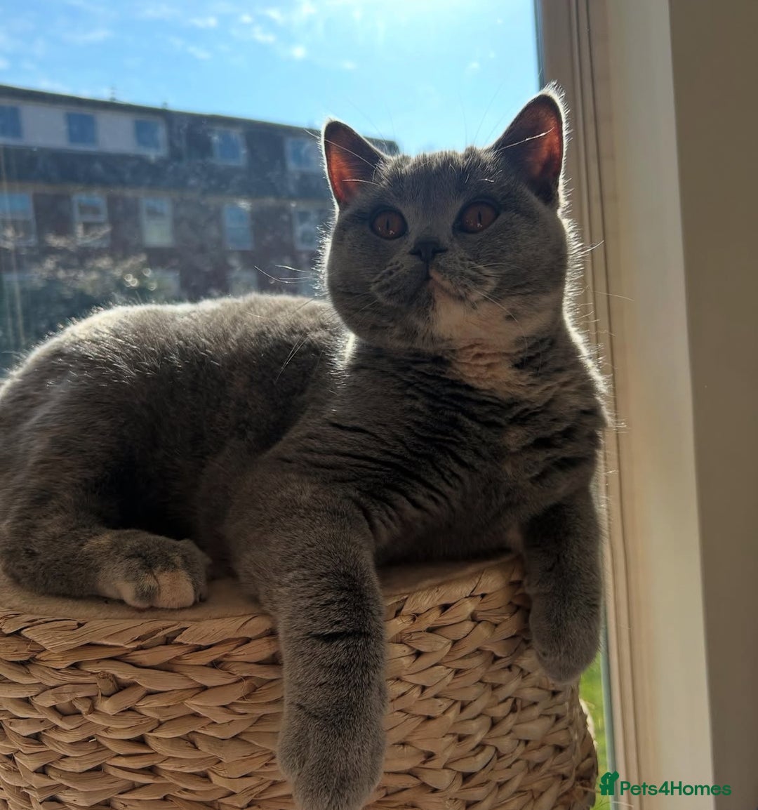 British Shorthair cats for sale: GCCF Active Registration  - Image 2
