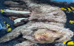 Cockapoo dogs for sale: Merle, Tri& Chocolate f2 Cockapoos (8boys 3girls!) - Image 25