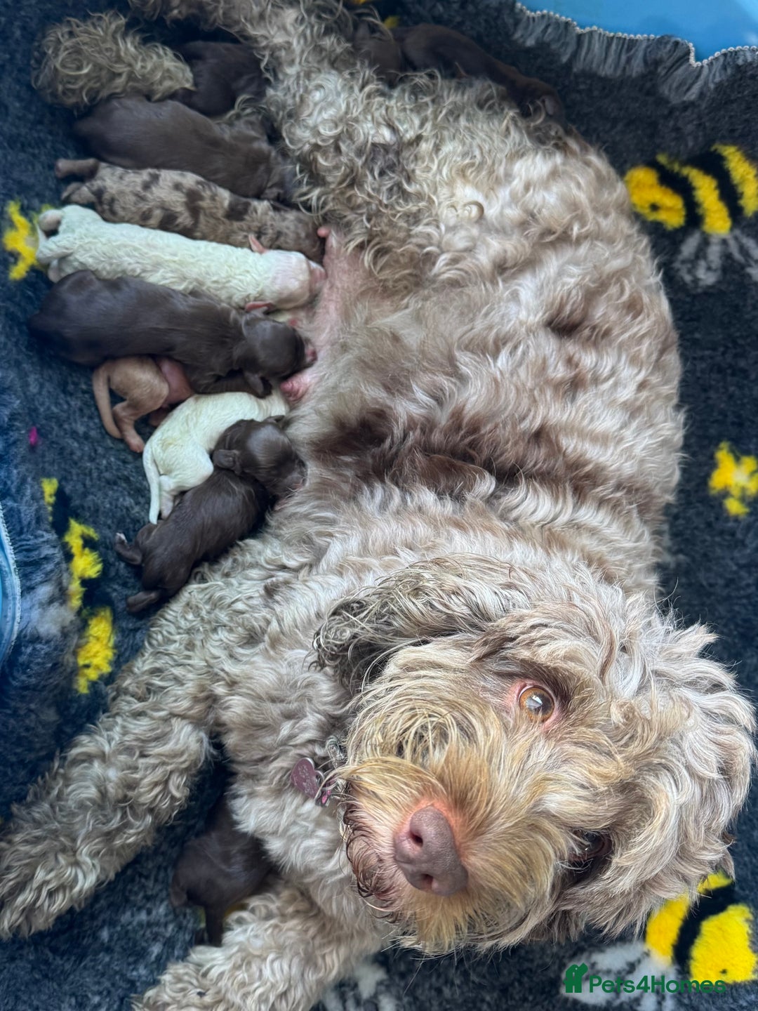 Cockapoo dogs for sale: Merle, Tri& Chocolate f2 Cockapoos (8boys 3girls!) - Image 25
