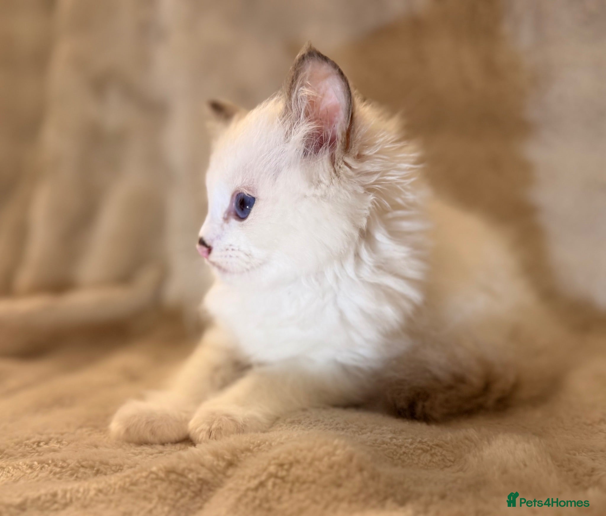 Ragdoll cats STUNNING BICOLOUR RAGDOLL KITTEN 🩵 - Advert 2