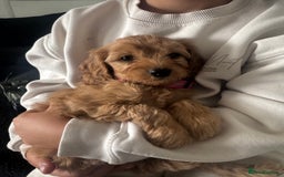 Cavapoo dogs for sale: Cavapoo puppies  - Image 7