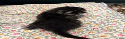 American Shorthair cats for sale: 4 Beautiful American Shorthair Kittens  - Advert 10