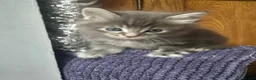 Mixed Breed cats for sale: Ragcoons in Newton-le-Willows - Advert 9