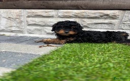Cavapoo dogs for sale: Toy f1b cavapoo puppies - Image 28