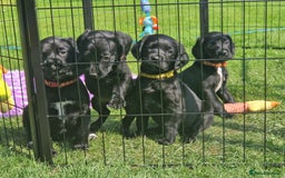 Springador dogs for sale: 💥FULL HEALTH TESTED BLACK SPRINGERDORS FOR SALE💥 in Market Drayton - Image 12