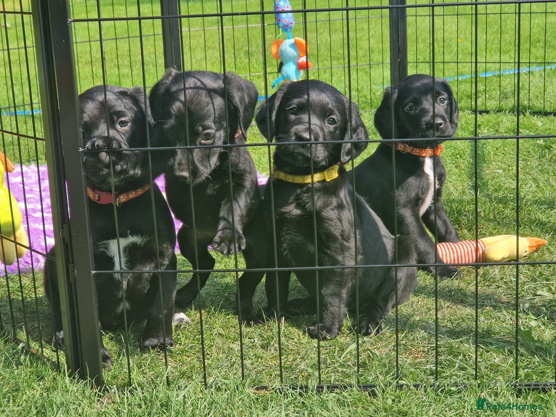 Springador dogs for sale: 💥FULL HEALTH TESTED BLACK SPRINGERDORS FOR SALE💥 in Market Drayton - Image 12