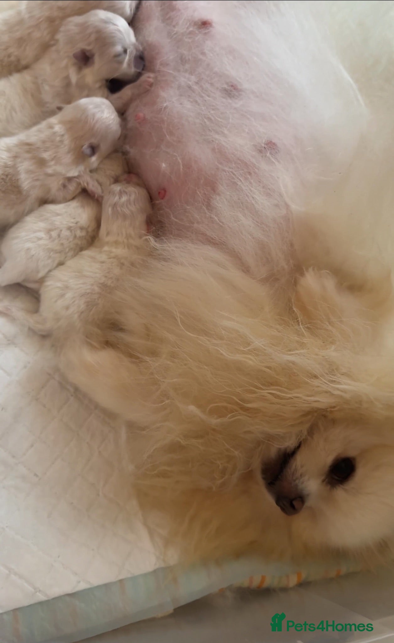 Pomeranian dogs 🏆Champion Teddies🧸 KC registered ✔️ - Advert 2