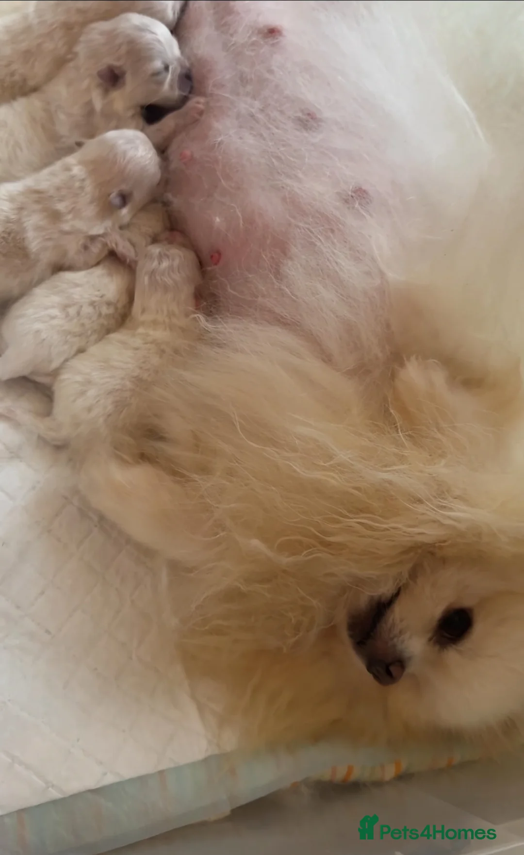 Pomeranian dogs for sale: 🏆Champion Teddies🧸 KC registered ✔️ - Advert 2