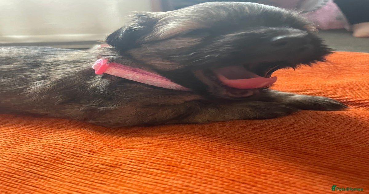 Yorkshire terrier x jack russel for sale in Maidstone | Pets4Homes