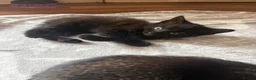 Domestic Shorthair cats for sale: 5 Kittens available  - Advert 2