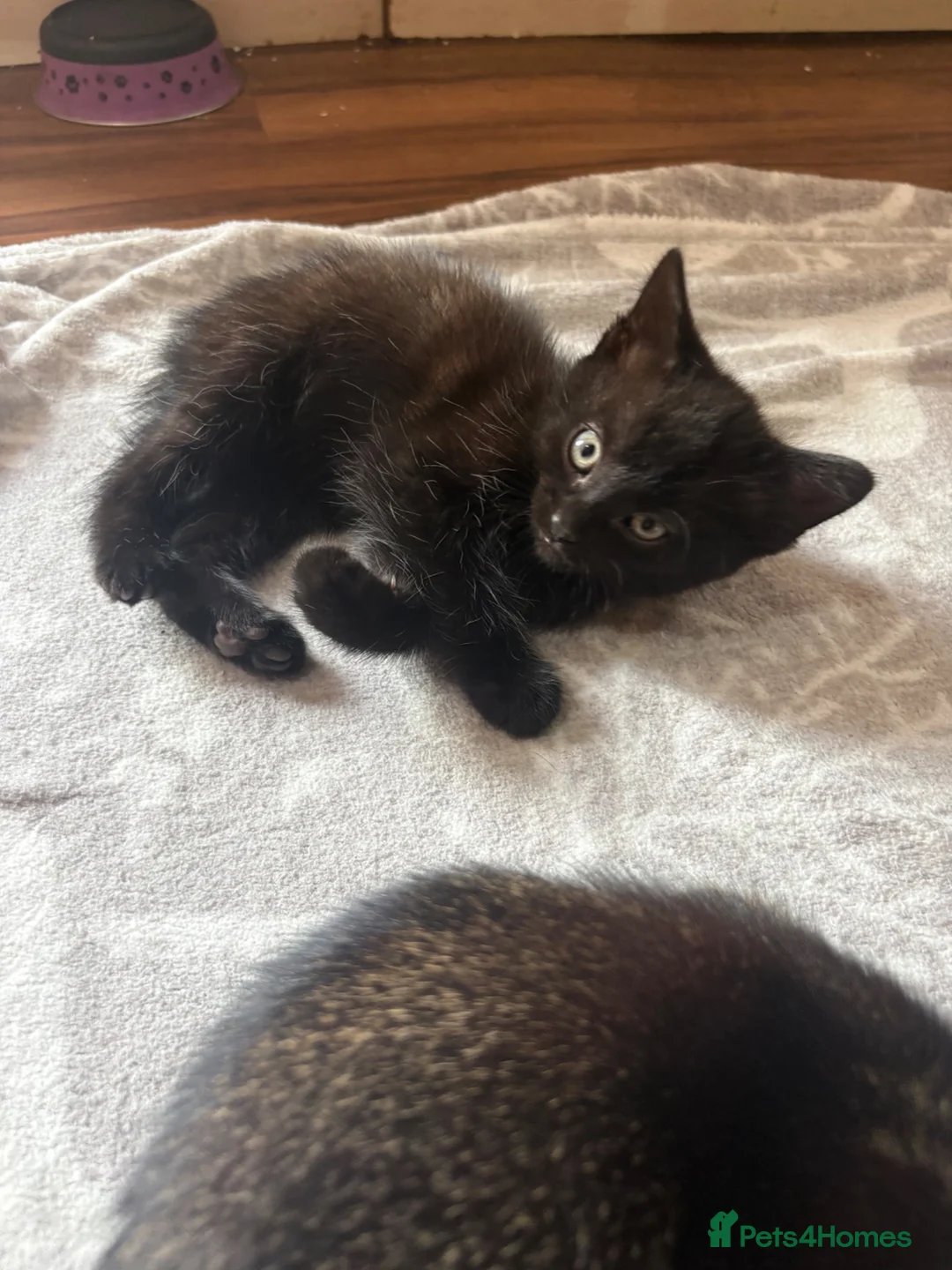 Domestic Shorthair cats for sale: 5 Kittens available  - Advert 2