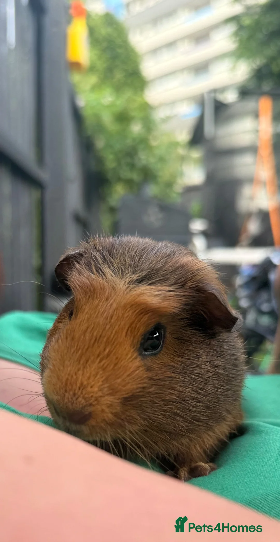 Guinea Pig rodents for sale: Guinea pig  - Advert 8