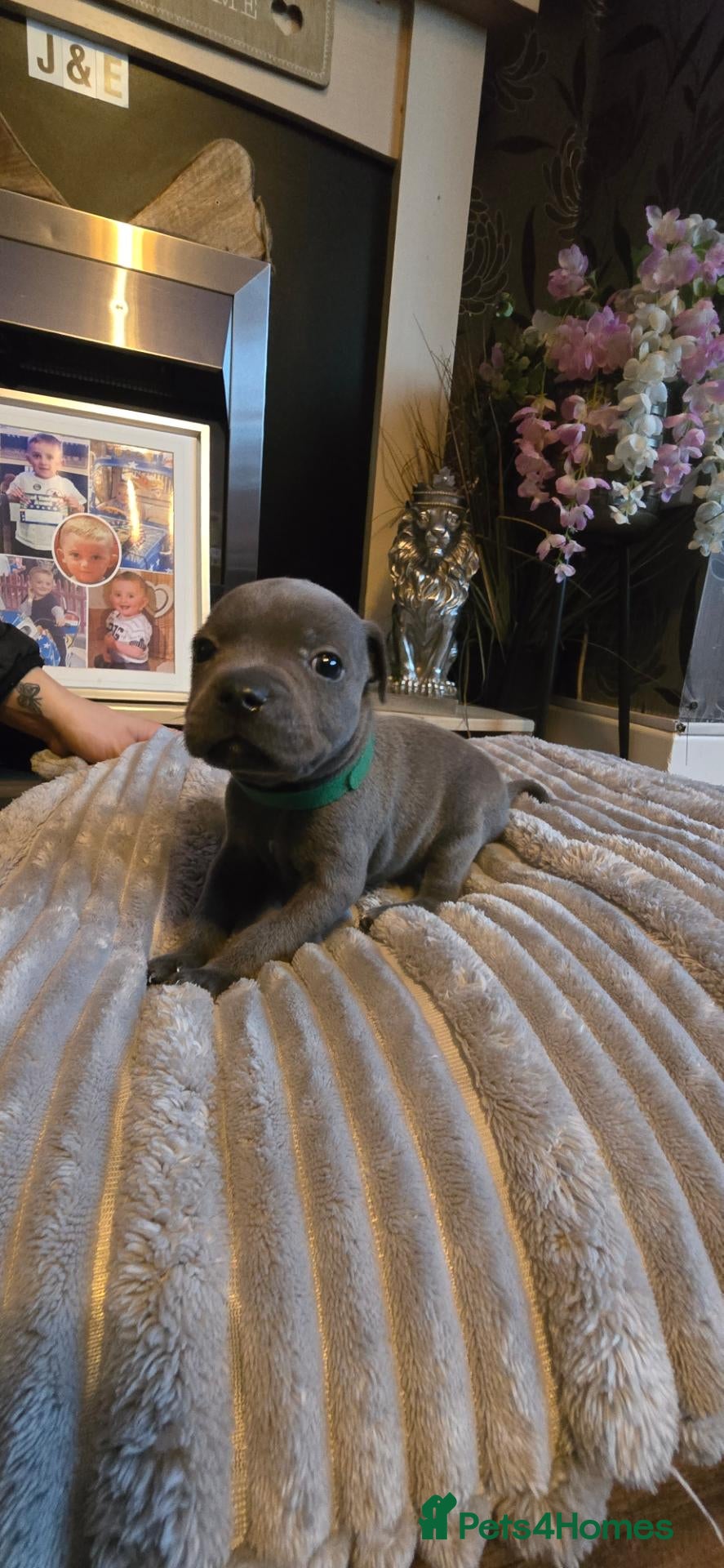 Staffordshire Bull Terrier dogs for sale: 5 beutiful blue/ blue and white staffy puppies  - Advert 1
