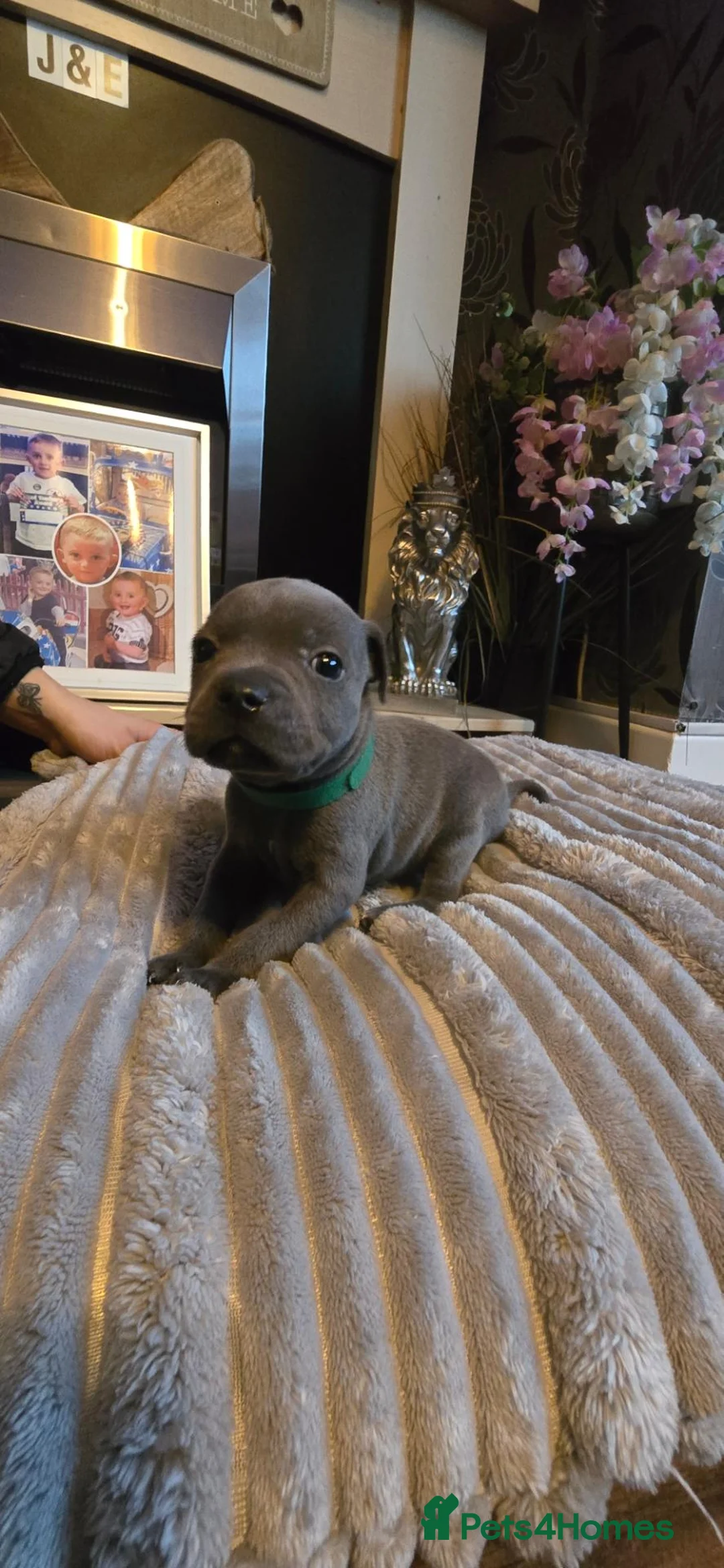 Staffordshire Bull Terrier dogs for sale: 5 beautifully staffy puppies kc registerd  - Advert 1