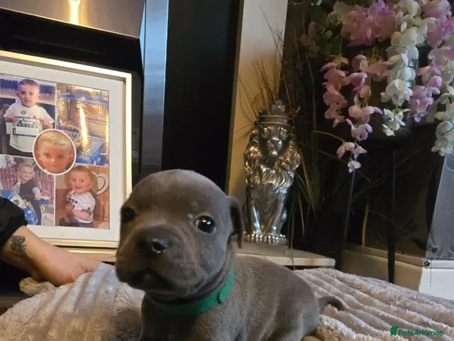 Staffordshire Bull Terrier dogs for sale: 5 beautifully staffy puppies kc registerd - Advert 1
