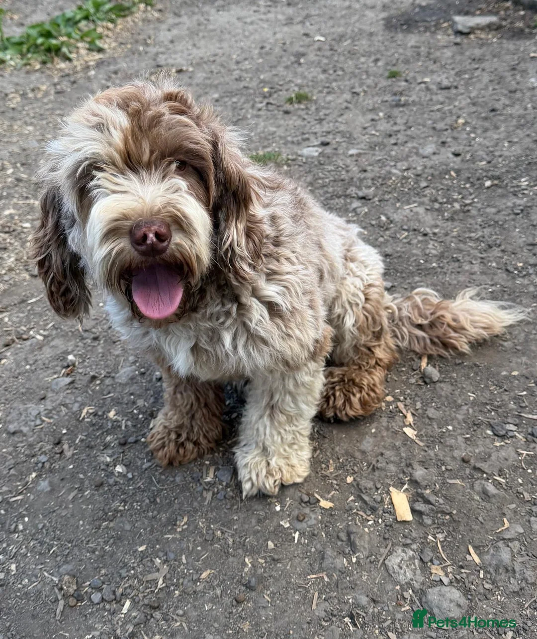 Cockapoo dogs for sale: Chocolate Merle cockapoo bitch  - Advert 1