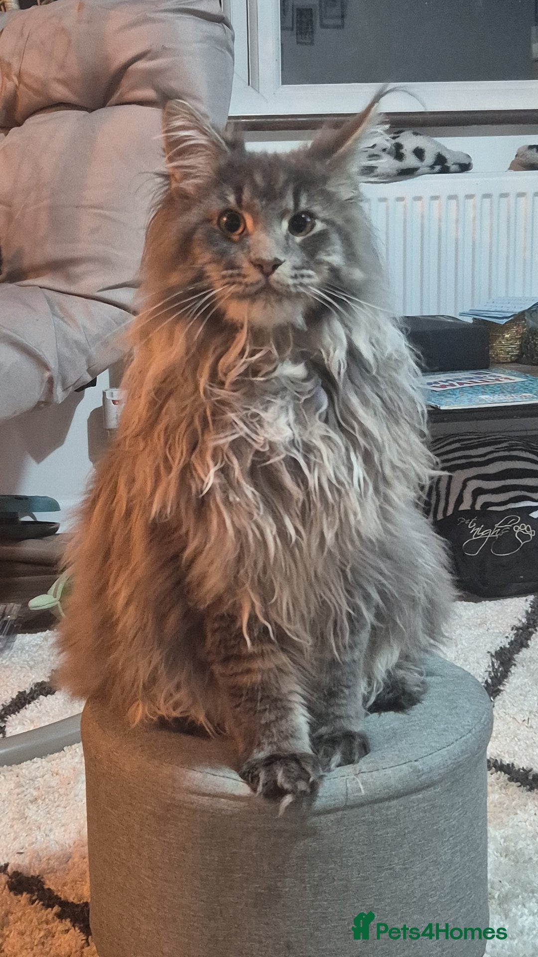 Maine Coon cats for stud: Maine Coon boy for stud - Image 2