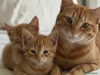 Mixed Breed rabbits KITTENS READY NOW - Advert 13