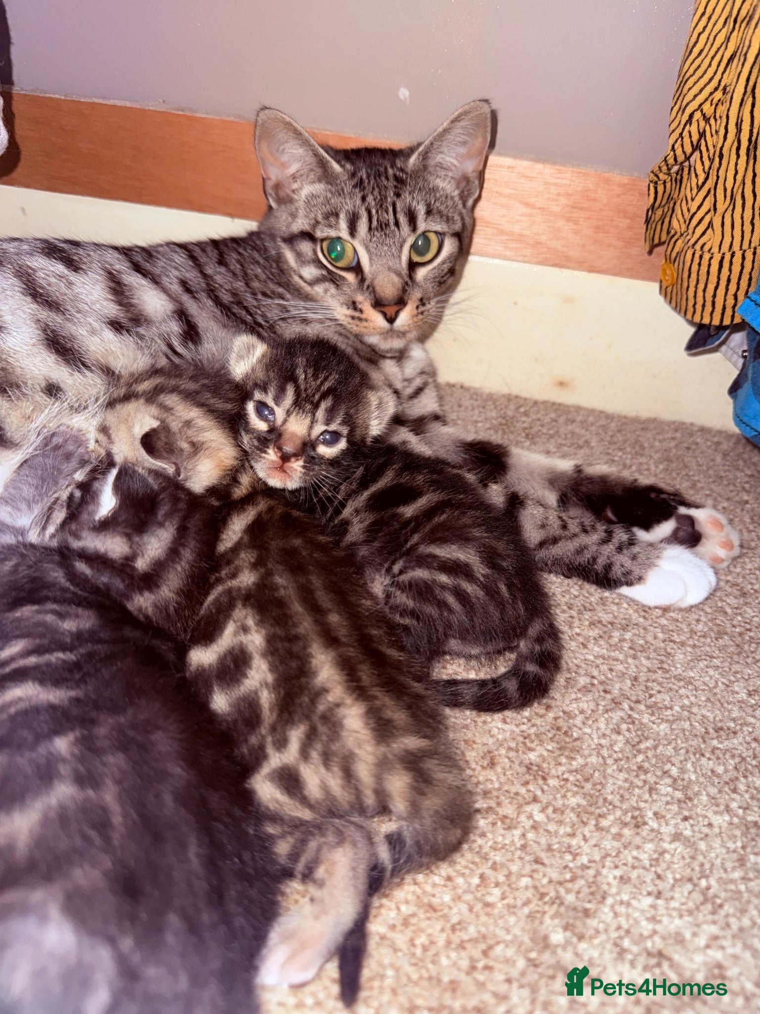 Bengal cats Bengal Kittens for sale - Advert 1