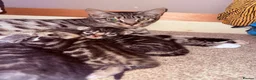 Bengal cats for sale: Bengal Kittens for sale in Haddington - Advert 1