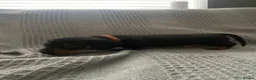 Miniature Dachshund dogs for sale: Beautiful Black and Tan miniature dachshund  - Advert 9