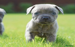 Staffordshire Bull Terrier dogs for sale: 23 years experience,5⭐️RATED Licensed & Registered - Image 11