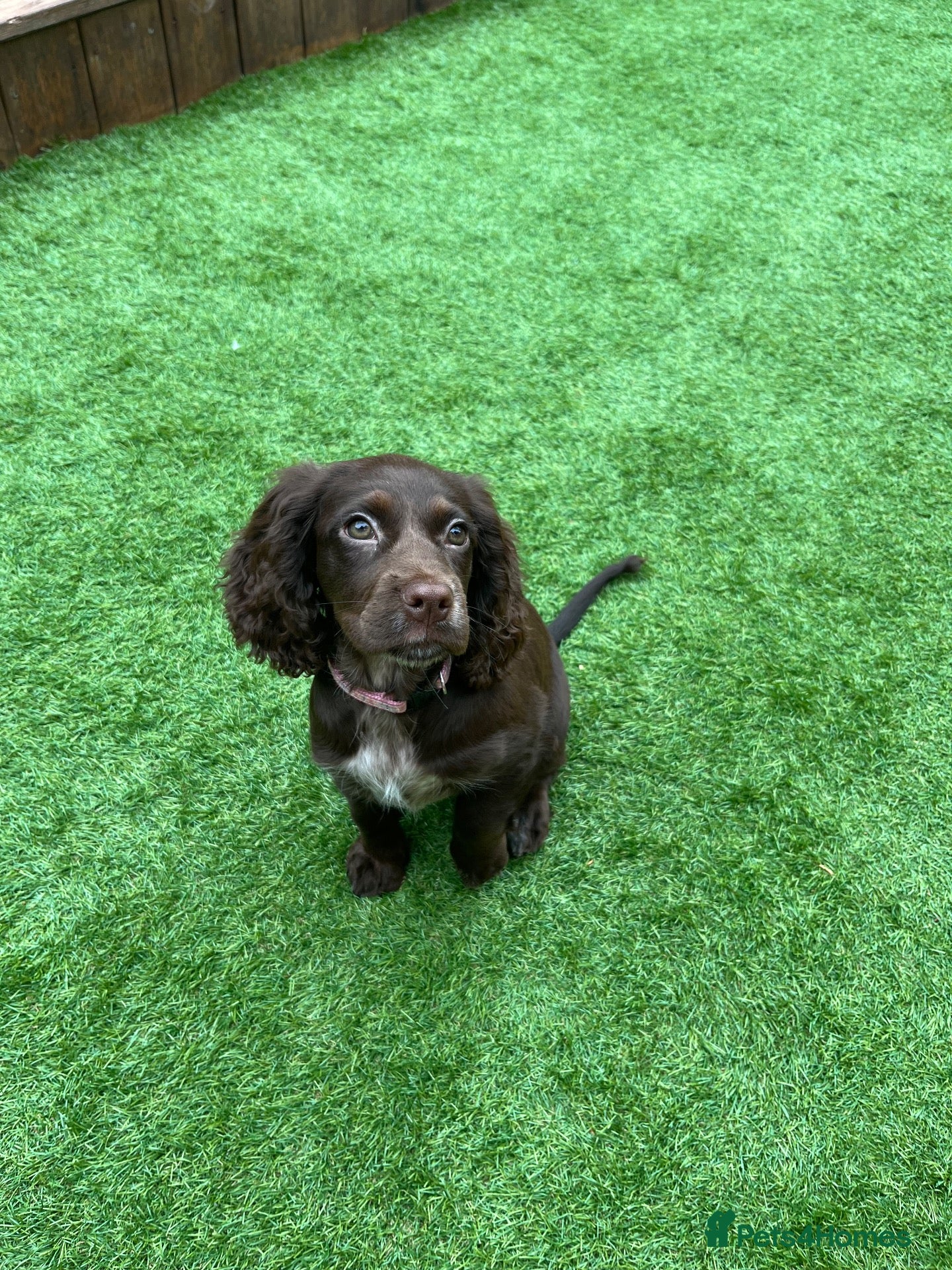 Cocker Spaniel dogs Cocker spaniel pup - Advert 1