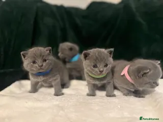 British Shorthair cats Beautiful British shorthair - Advert 13