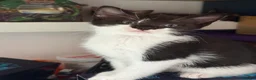 Mixed Breed cats for sale: 3 beautiful babies ready for their forever homes  in Chesterfield - Advert 12