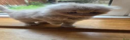 British Longhair cats for sale: Kittens lilack, blue fluffy boys, Scottish fold  - Advert 26