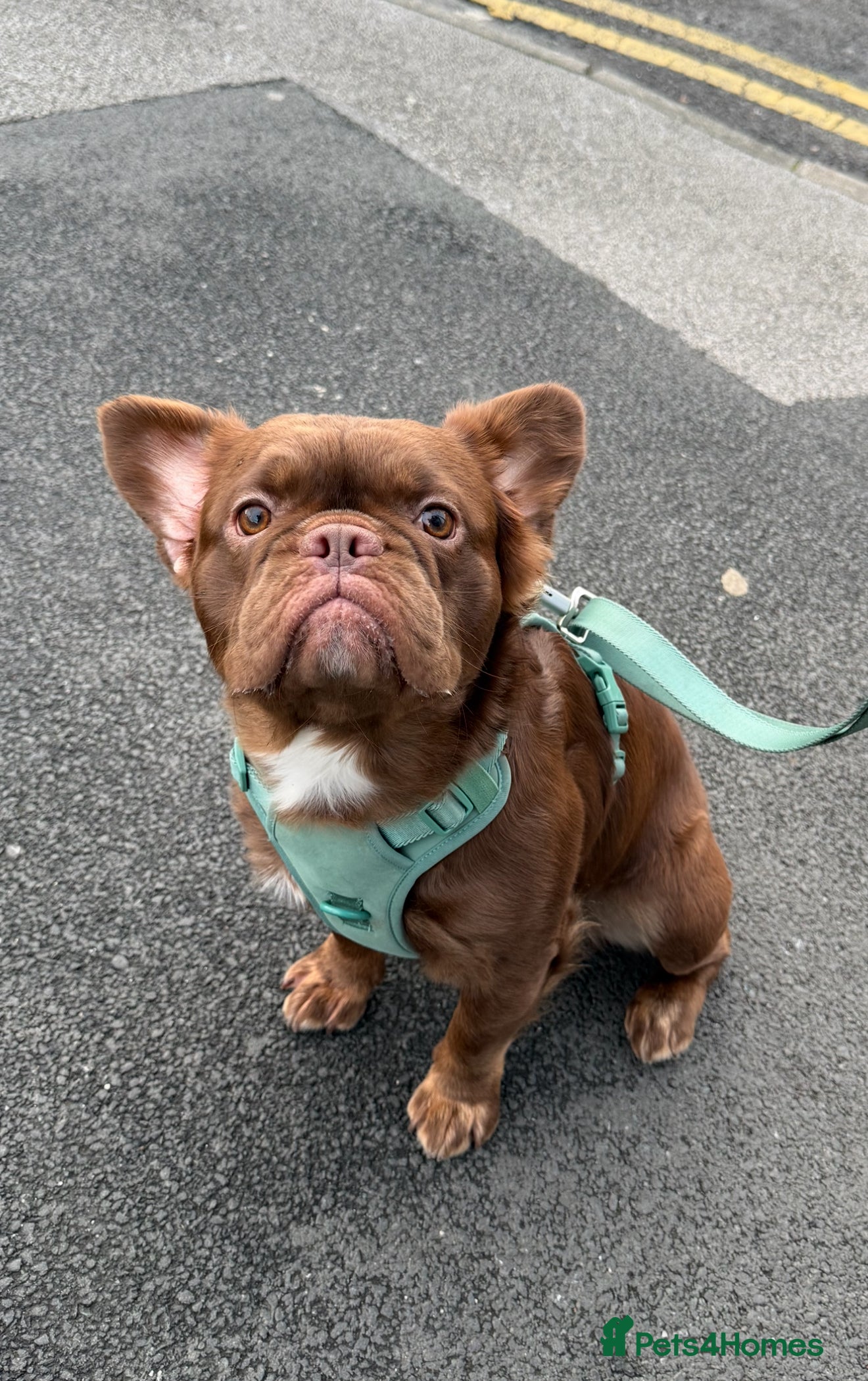 French Bulldog dogs Fluffy Rojo French Bulldog - Advert 4