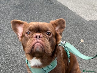 French Bulldog dogs Fluffy Rojo French Bulldog - Advert 4