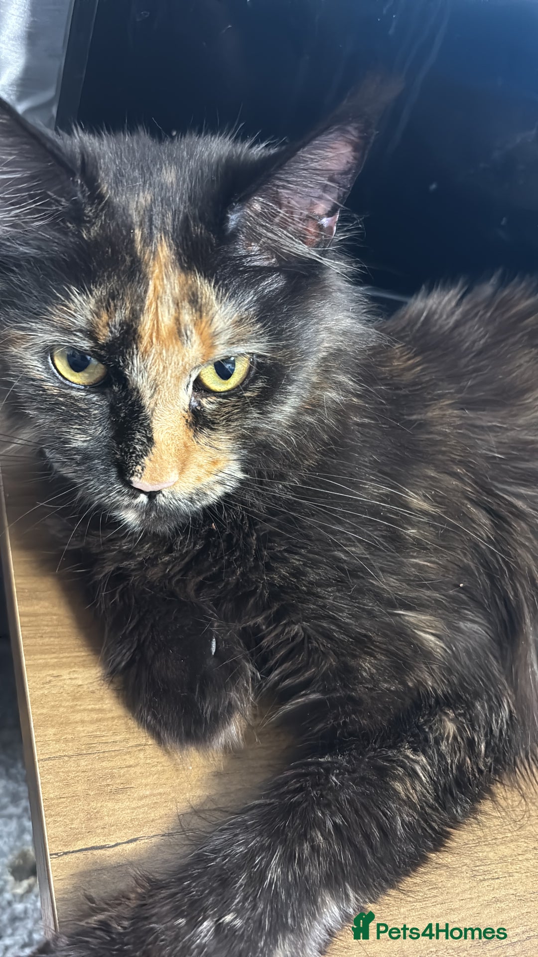 Maine Coon cats for sale: Champion Russian line full Maine coon kittens - Advert 12