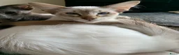 Balinese cats for sale: Chocolate tabby point female - Advert 2